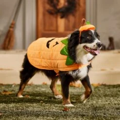 Frisco Pumpkin Dog & Cat Costume -Frisco Sales Store 144446 PT7. AC SS1800 V1567180408