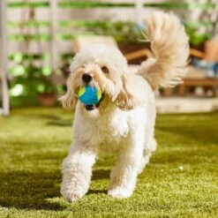 Frisco Fetch Squeaky Tennis Ball With Rubber Sleeve Dog Toy -Frisco Sales Store 152844 PT6. AC SS1800 V1691776576