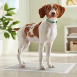 Frisco Charcoal Dog Training & Potty Pads -Frisco Sales Store 227456 PT6. AC SS1800 V1674667029