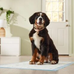 Frisco Premium Giant Printed Dog Training & Potty Pads, 27.5 X 44-in, Unscented -Frisco Sales Store 227472 PT6. AC SS1800 V1674663313