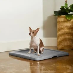 Frisco Training Pad Holder 4 Frisco Training Pad Holder -Frisco Sales Store 227474 PT6. AC SS1800 V1604701643