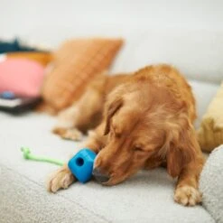 Frisco Retro PC Mouse Rubber Tug & Fetch Dog Toy 2 Frisco Retro PC Mouse Rubber Tug & Fetch Dog Toy -Frisco Sales Store 230385 PT3. AC SS1800 V1606953426