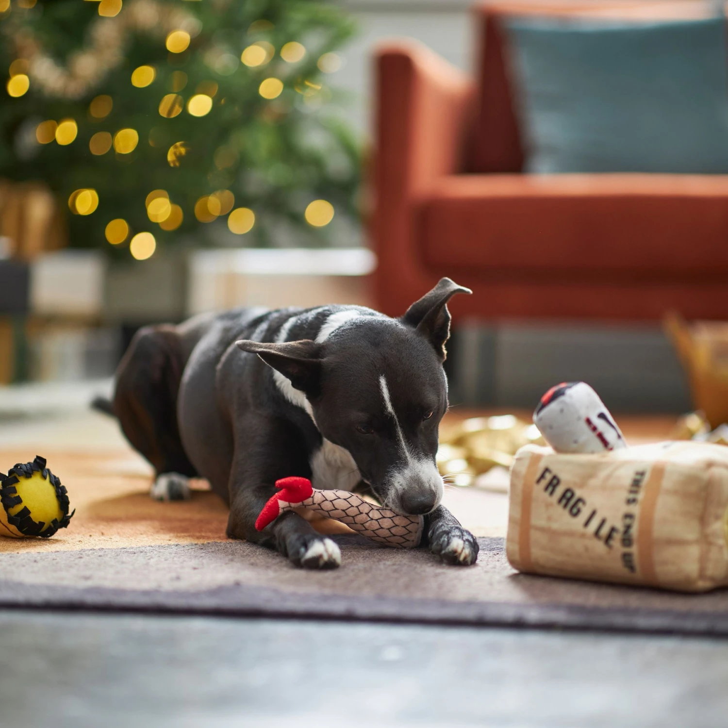 Frisco Holiday Fragile Box Hide & Seek Puzzle Plush Squeaky Dog Toy Frisco Holiday Fragile Box Hide & Seek Puzzle Plush Squeaky Dog Toy -Frisco Sales Store 233274 PT4. AC SS1800 V1665759767