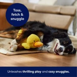 Frisco Duck Plush Squeaky Dog Toy -Frisco Sales Store 233613 PT4. AC SS1800 V1695670688