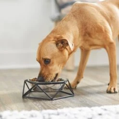 Frisco Elevated Stainless Steel Dog & Cat Bowl With Metal Stand -Frisco Sales Store 253055 PT2. AC SS1800 V1616594231