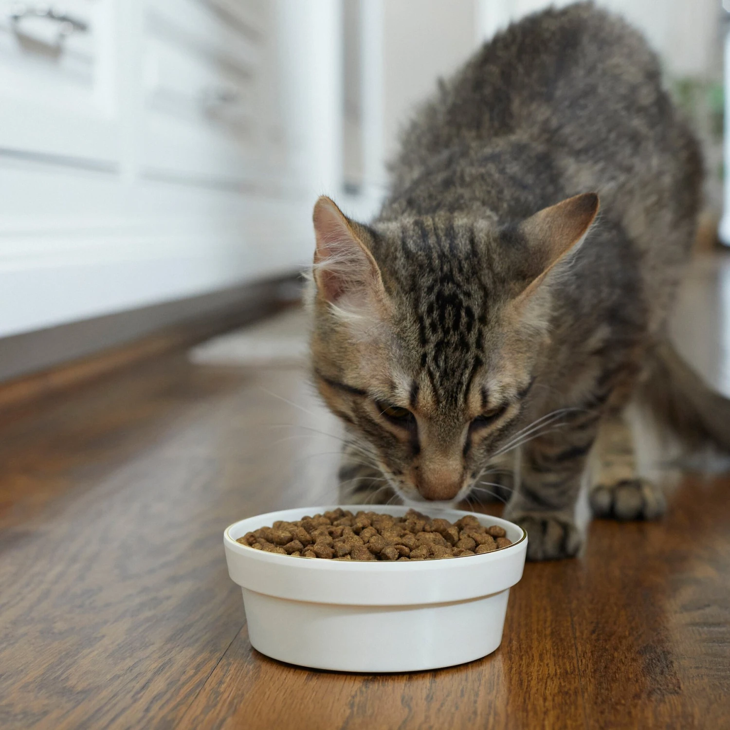 Frisco Gold Trim Melamine Dog & Cat Bowl Frisco Gold Trim Melamine Dog & Cat Bowl -Frisco Sales Store 253062 PT2. AC SS1800 V1616595766