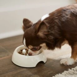 Frisco Melamine Slow Feed Dog & Cat Bowl With Gold Trim -Frisco Sales Store 253066 PT2. AC SS1800 V1616597844