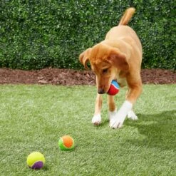 Frisco Fetch Squeaking Colorful Tennis Ball Dog Toy & True Acre Foods Salmon Recipe Mini-Training Rewards Grain-Free Soft & Chewy Dog Treats -Frisco Sales Store 255469 PT2. AC SS1800 V1602691284