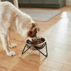 Frisco Triangle Iron Non-Skid Elevated Dog & Cat Bowl 5 Frisco Triangle Iron Non-Skid Elevated Dog & Cat Bowl -Frisco Sales Store 257155 PT5. AC SS1800 V1692987369