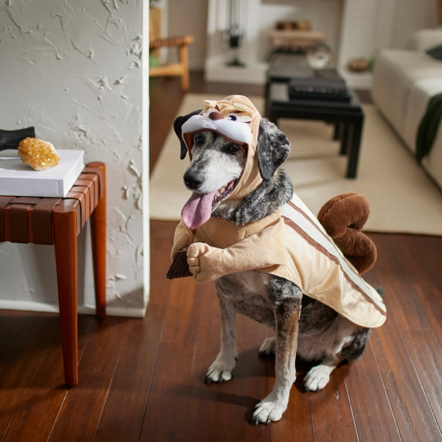 Frisco Chipmunk Dog & Cat Costume Frisco Chipmunk Dog & Cat Costume -Frisco Sales Store 261049 PT8. AC SS1800 V1624338296