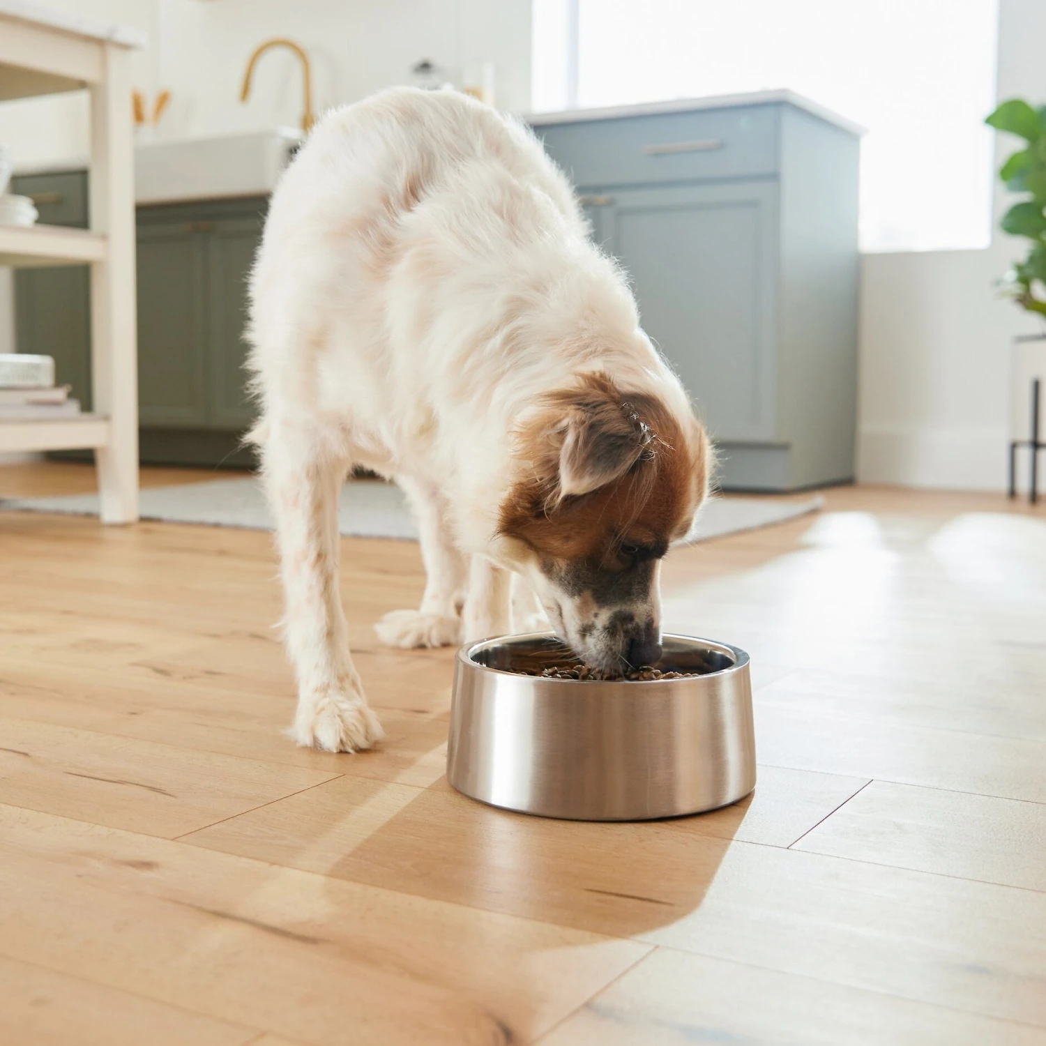 Frisco Insulated Non-Skid Stainless Steel Dog & Cat Bowl Frisco Insulated Non-Skid Stainless Steel Dog & Cat Bowl -Frisco Sales Store 261757 PT8. AC SS1800 V1623937364