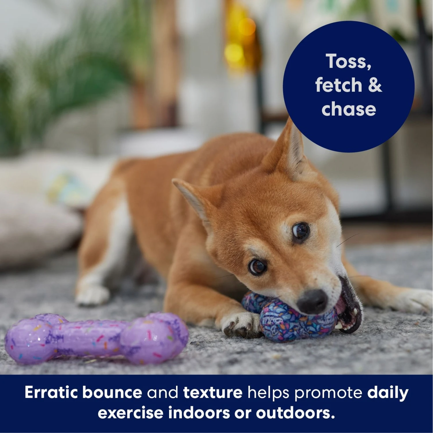 Frisco Birthday TPR Fetch Bone Squeaky Dog Toy Frisco Birthday TPR Fetch Bone Squeaky Dog Toy -Frisco Sales Store 264422 PT4. AC SS1800 V1695760988