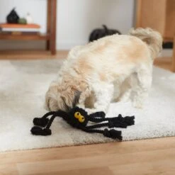 Frisco Halloween Spider Rope Dog Toy -Frisco Sales Store 270504 PT3. AC SS1800 V1624825021