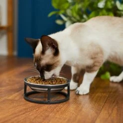 Frisco Elevated Stainless Steel Dish Cat Bowl, 1 Cup 3 Frisco Elevated Stainless Steel Dish Cat Bowl, 1 Cup -Frisco Sales Store 277517 PT3. AC SS1800 V1630347977