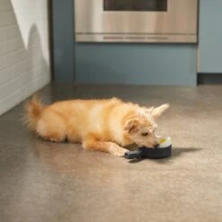 Frisco Brunch Breakfast Skillet Latex Squeaky Dog Toy, 2 Count 2 Frisco Brunch Breakfast Skillet Latex Squeaky Dog Toy, 2 Count -Frisco Sales Store 297264 PT2. AC SS1800 V1642088320