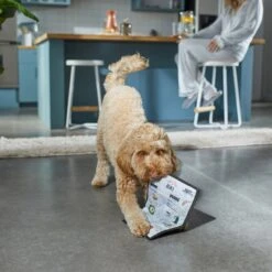 Frisco Brunch Menu Ballistic Nylon Flat Plush Squeaky Dog Toy 2 Frisco Brunch Menu Ballistic Nylon Flat Plush Squeaky Dog Toy -Frisco Sales Store 297276 PT2. AC SS1800 V1642088788