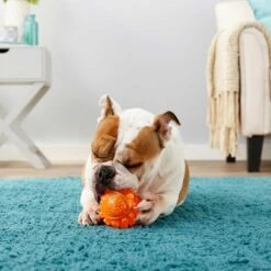 Frisco Fetch Squeaky TPR Ball Dog Toy & Bones & Chews Pig Ear Chews Dog Treats -Frisco Sales Store 297964 PT3. AC SS1800 V1623252759