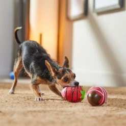 Frisco Valentine Chocolate Covered Strawberries Latex Squeaky Dog Toy -Frisco Sales Store 298923 PT3. AC SS1800 V1701365172