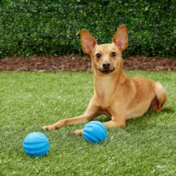 Frisco Neoprene Dog Life Jacket & Frisco Foam Rubber Floating Fetch Ball No Squeak Dog Toy -Frisco Sales Store 303480 PT7. AC SS1800 V1623064950