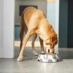 Frisco Animal Design Stainless Steel Dog & Cat Bowl -Frisco Sales Store 311960 PT2. AC SS1800 V1642542990