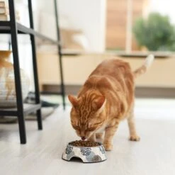 Frisco Animal Design Stainless Steel Dog & Cat Bowl -Frisco Sales Store 311960 PT3. AC SS1800 V1642542415