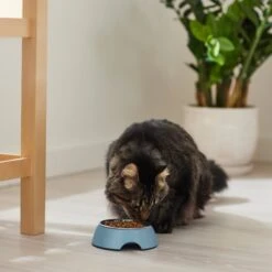 Frisco Coral Design Stainless Steel Dog & Cat Bowl -Frisco Sales Store 311972 PT3. AC SS1800 V1642542435