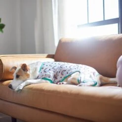 Frisco Rainbow Dog & Cat PJs -Frisco Sales Store 312283 PT8. AC SS1800 V1644879887