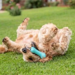 Frisco Fetch Squeaking Colorful Tennis Ball Dog Toy & Playology Scented Dual Layer Bone Dog Toy -Frisco Sales Store 319022 PT6. AC SS1800 V1630561003