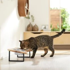 Frisco Premium Wood Elevated Bone Shape Stainless Steel Double Diner Dog & Cat Bowl, 3 Cup 3 Frisco Premium Wood Elevated Bone Shape Stainless Steel Double Diner Dog & Cat Bowl, 3 Cup -Frisco Sales Store 331497 PT3. AC SS1800 V1657656892