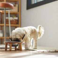 Frisco Premium Round Shape Elevated Single Dog & Cat Bowl -Frisco Sales Store 331502 PT2. AC SS1800 V1657656893