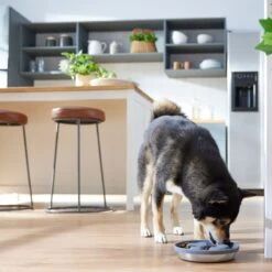 Frisco Silicone Stainless Paw Steel Slow Feeder Dog & Cat Bowl 2 Frisco Silicone Stainless Paw Steel Slow Feeder Dog & Cat Bowl -Frisco Sales Store 331528 PT2. AC SS1800 V1657656874
