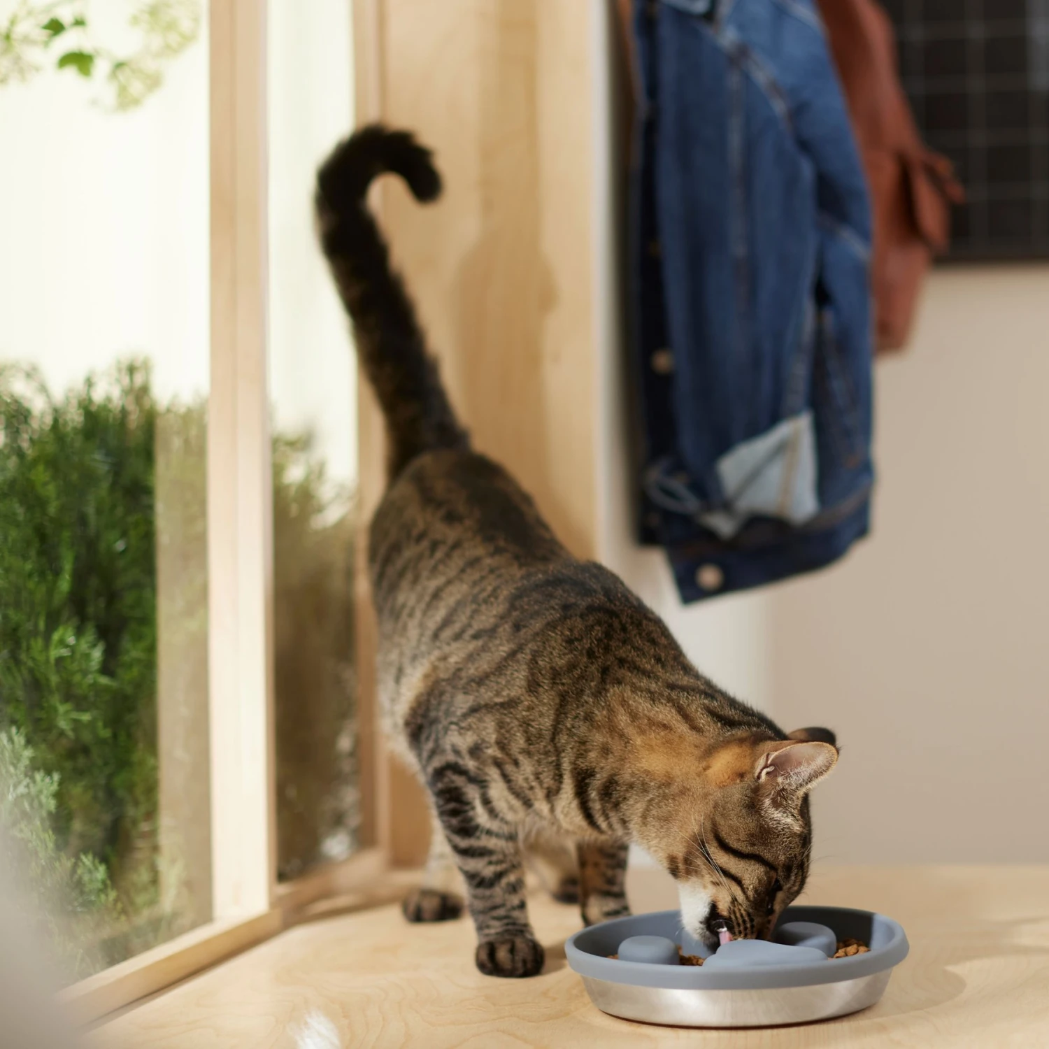 Frisco Silicone Stainless Paw Steel Slow Feeder Dog & Cat Bowl Frisco Silicone Stainless Paw Steel Slow Feeder Dog & Cat Bowl -Frisco Sales Store 331528 PT3. AC SS1800 V1657656874