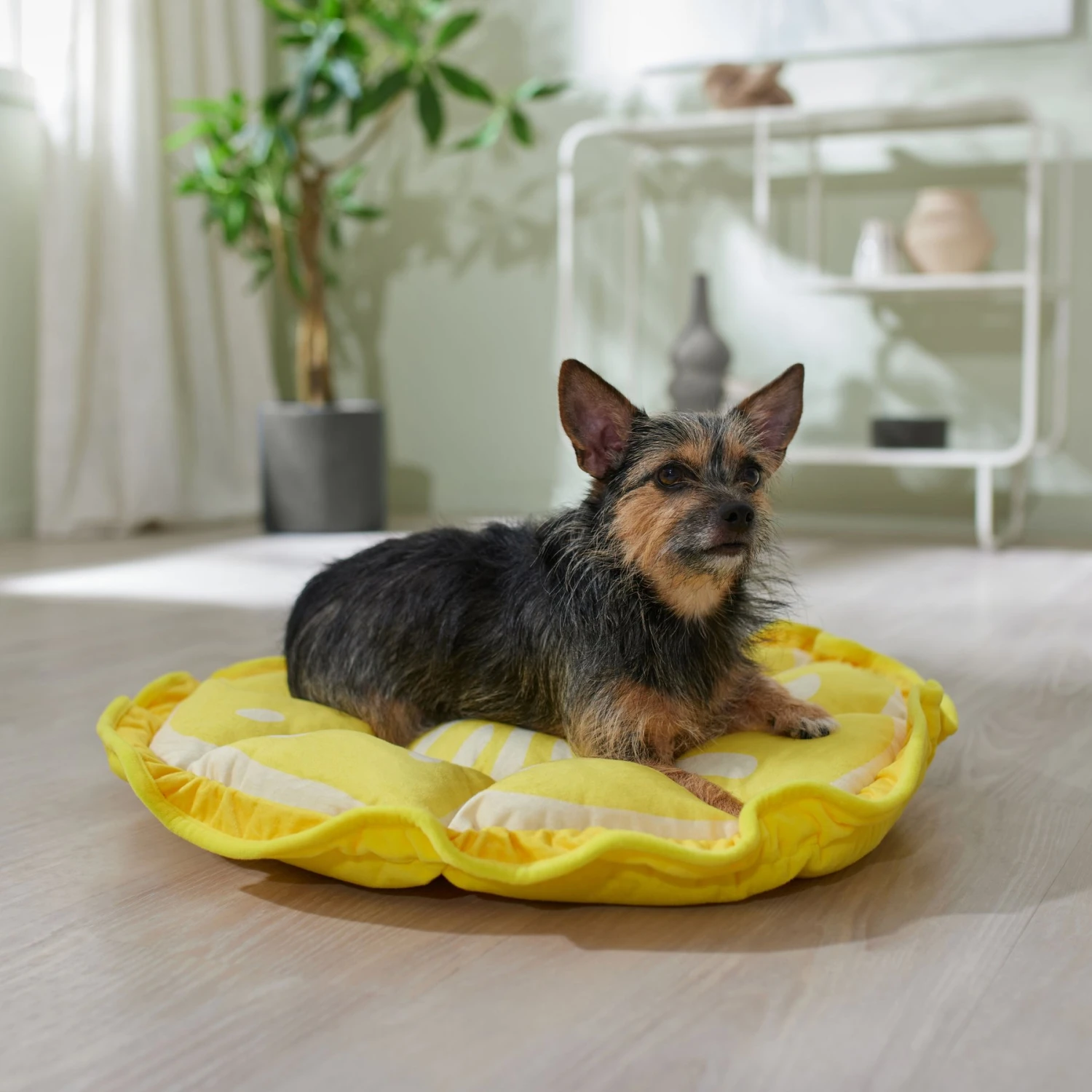 Frisco Lemon Adjustable Cat & Dog Bolster Bed Frisco Lemon Adjustable Cat & Dog Bolster Bed -Frisco Sales Store 333852 MAIN. AC SS1800 V1658716845