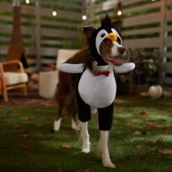 Frisco Front Walking Penguin Dog & Cat Costume 6 Frisco Front Walking Penguin Dog & Cat Costume -Frisco Sales Store 335062 PT7. AC SS1800 V1657718971