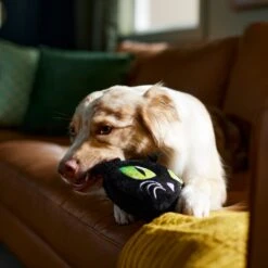 Frisco Halloween Black Cat Round Plush Squeaky Dog Toy -Frisco Sales Store 344039 PT3. AC SS1800 V1657657031