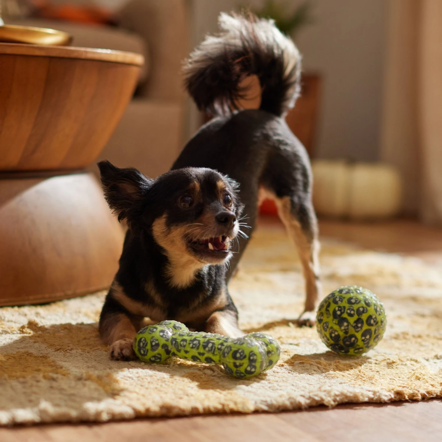 Frisco Halloween Glow in the Dark TPR Squeaky Bone & Ball Dog Toy Frisco Halloween Glow In The Dark TPR Squeaky Bone & Ball Dog Toy -Frisco Sales Store 344130 PT3. AC SS1800 V1657657042