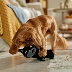 Frisco Halloween Cutie Black Cat Plush Squeaky Dog Toy -Frisco Sales Store 668006 PT3. AC SS1800 V1689282512