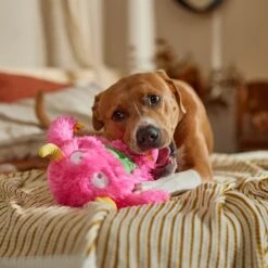 Frisco Halloween Zany Monster Muscle Plush Squeaky Dog Toy -Frisco Sales Store 668166 PT3. AC SS1800 V1689271301