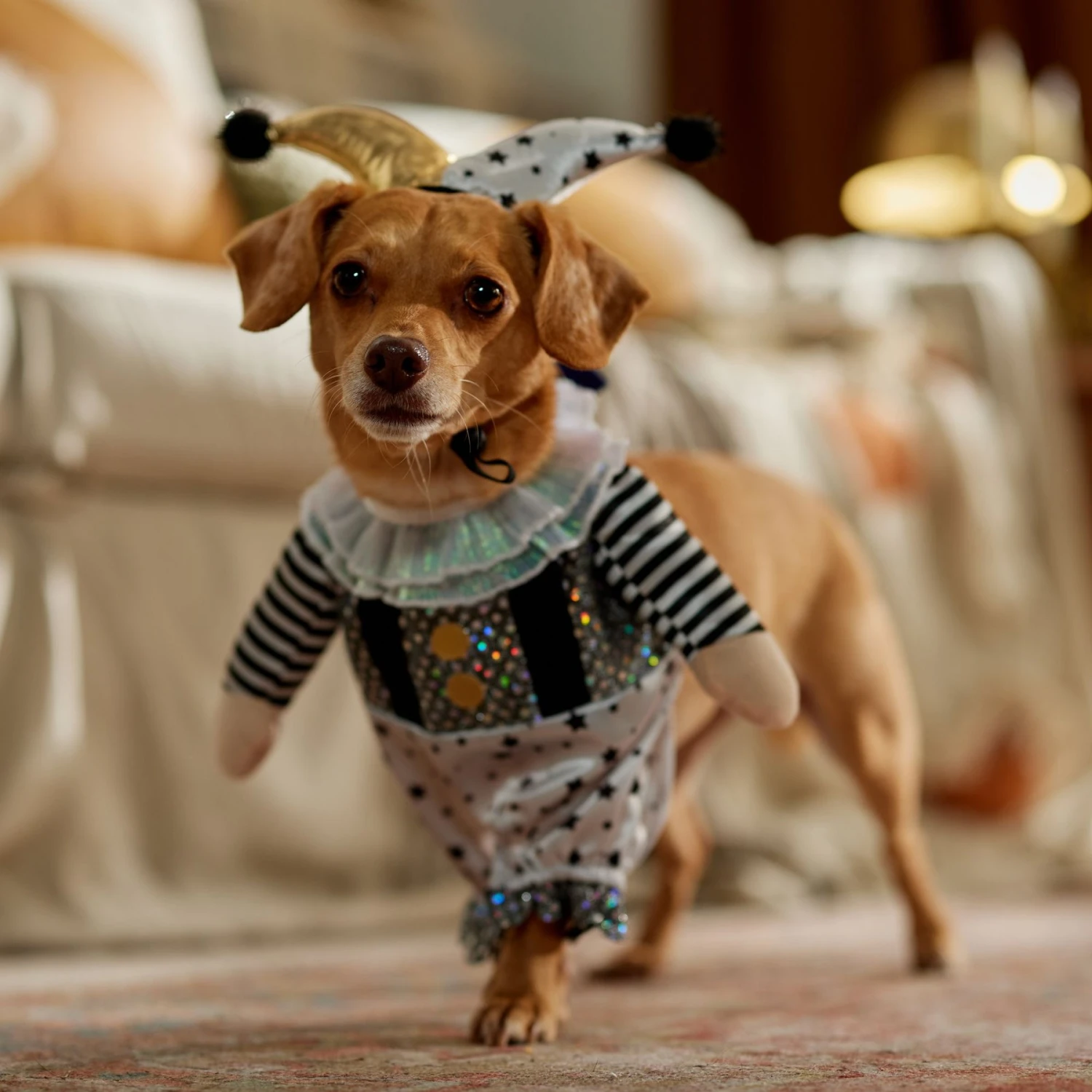 Frisco Front Walking Glitter Clown Dog & Cat Costume Frisco Front Walking Glitter Clown Dog & Cat Costume -Frisco Sales Store 707542 PT7. AC SS1800 V1689278717