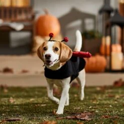 Frisco Glittered Ladybug Dog & Cat Costume -Frisco Sales Store 708254 PT7. AC SS1800 V1689354959