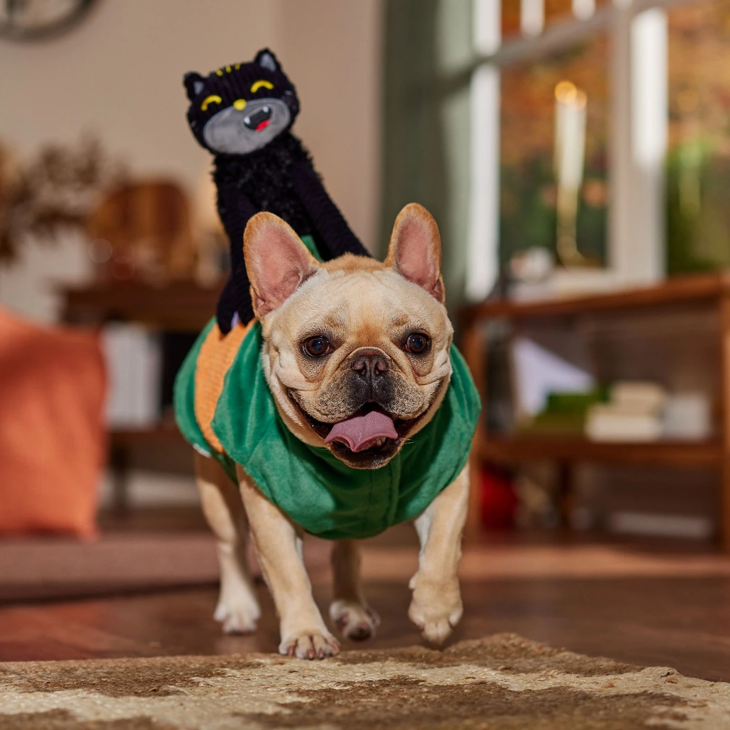 Frisco Pumpkin Cat Ride-On Dog & Cat Costume Frisco Pumpkin Cat Ride-On Dog & Cat Costume -Frisco Sales Store 709294 PT7. AC SS1800 V1689270856