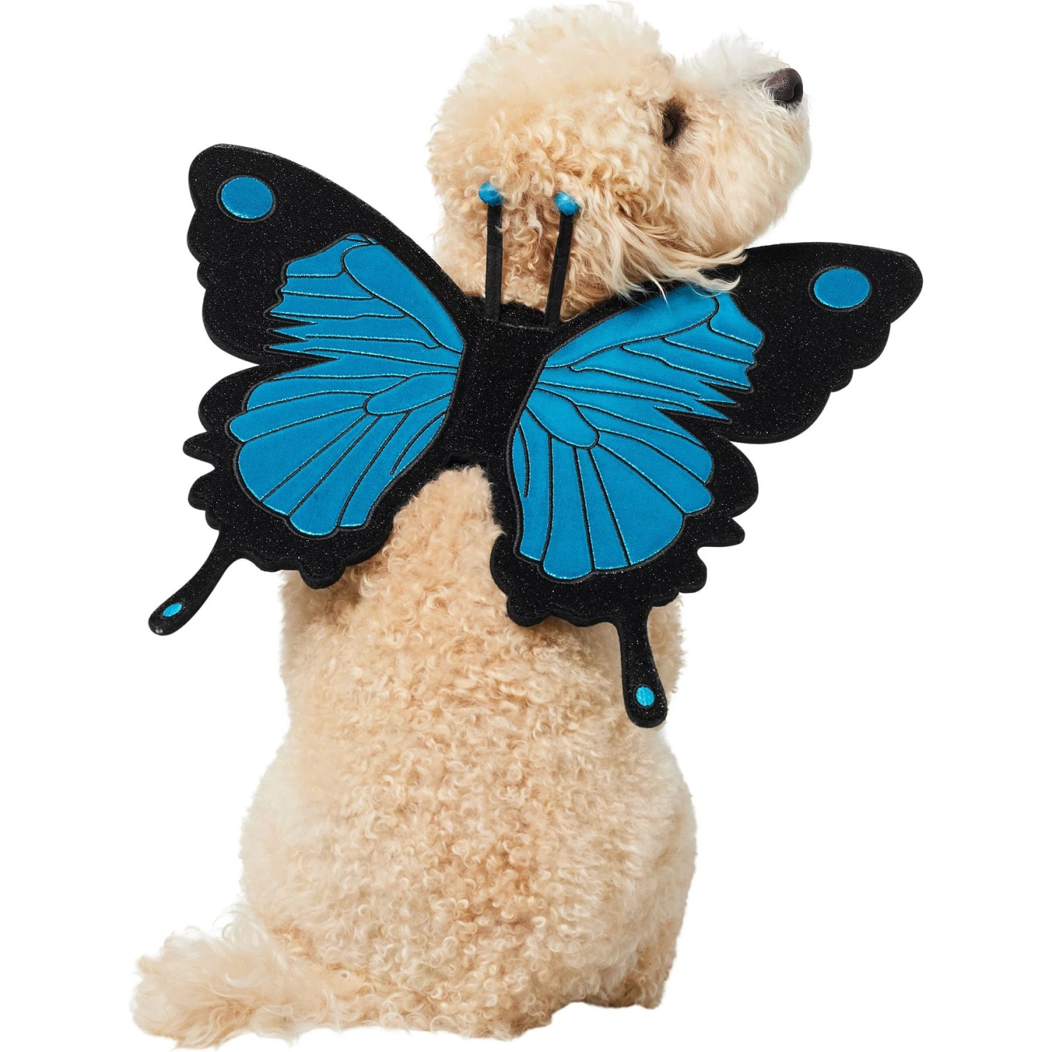 Frisco Magical Butterfly Wings Dog & Cat Costume Accessory Frisco Magical Butterfly Wings Dog & Cat Costume Accessory -Frisco Sales Store 713062 MAIN. AC SS1800 V1689271325
