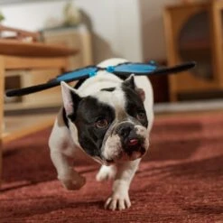 Frisco Magical Butterfly Wings Dog & Cat Costume Accessory 5 Frisco Magical Butterfly Wings Dog & Cat Costume Accessory -Frisco Sales Store 713062 PT7. AC SS1800 V1689354962