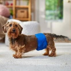 Frisco Washable Dog Diaper Male Wraps -Frisco Sales Store 862854 PT3. AC SS1800 V1698950172