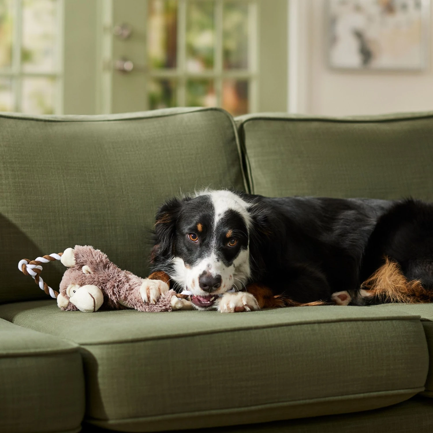 Frisco Monkey Plush with Rope Squeaky Dog Toy & Frisco Cow Plush with Inside Rope Squeaky Dog Toy Frisco Monkey Plush With Rope Squeaky Dog Toy & Frisco Cow Plush With Inside Rope Squeaky Dog Toy -Frisco Sales Store 961998 PT4. AC SS1800 V1694784009