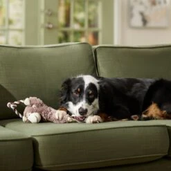 Frisco Fetch Colorful Ball Knot Rope Dog Toy & Frisco Monkey Plush With Rope Squeaky Dog Toy -Frisco Sales Store 962014 PT7. AC SS1800 V1694784007