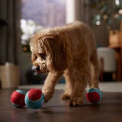 Frisco Holiday Ho Ho Ho Fetch Squeaky Tennis Ball Dog Toy & Frisco Holiday Arctic Friends Stuffing-Free Skinny Plush Squeaky Dog Toy 4 Frisco Holiday Ho Ho Ho Fetch Squeaky Tennis Ball Dog Toy & Frisco Holiday Arctic Friends Stuffing-Free Skinny Plush Squeaky Dog Toy -Frisco Sales Store 986310 PT4. AC SS1800 V1698257790